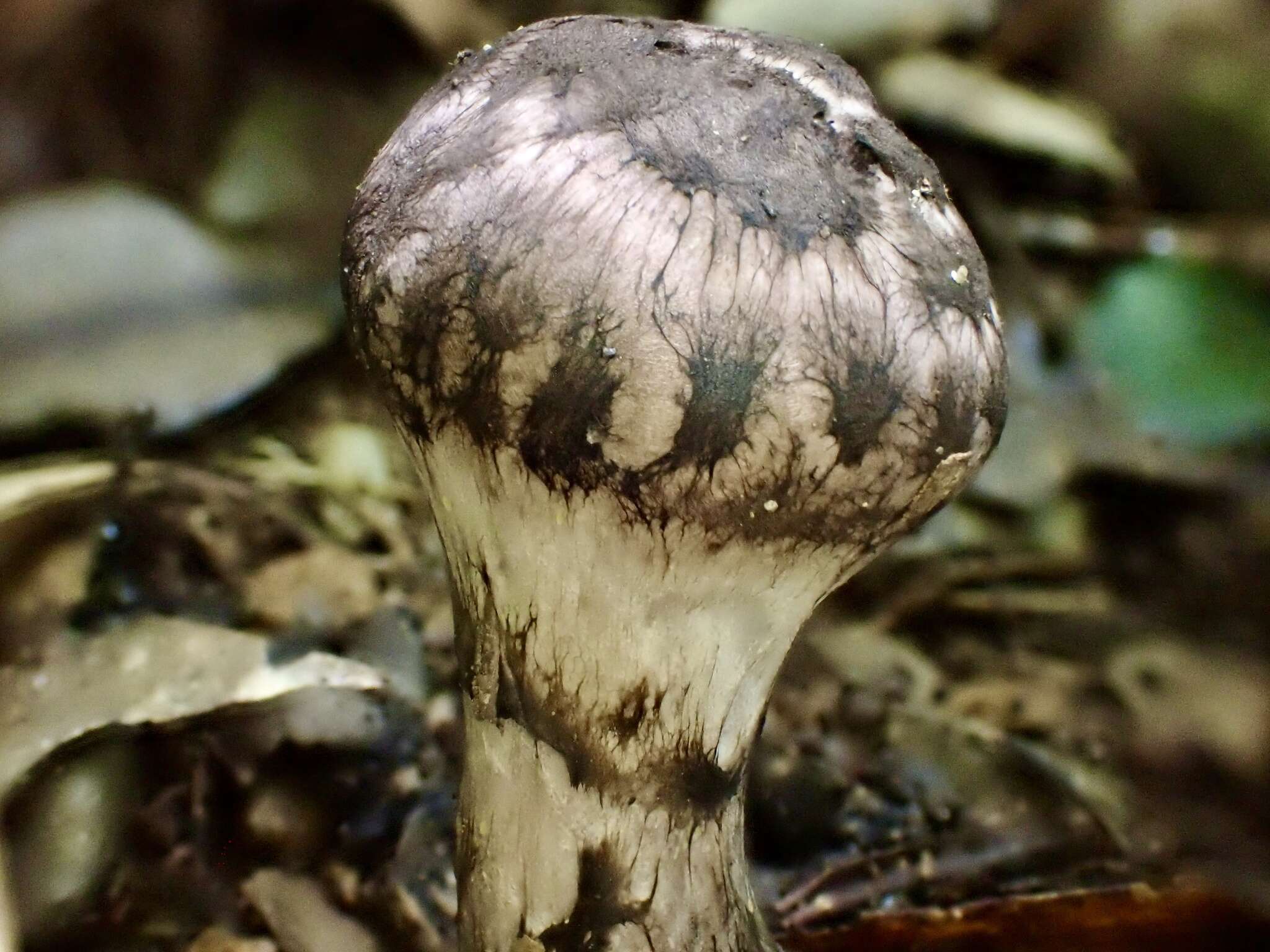 Image of Strobilomyces seminudus Hongo 1983