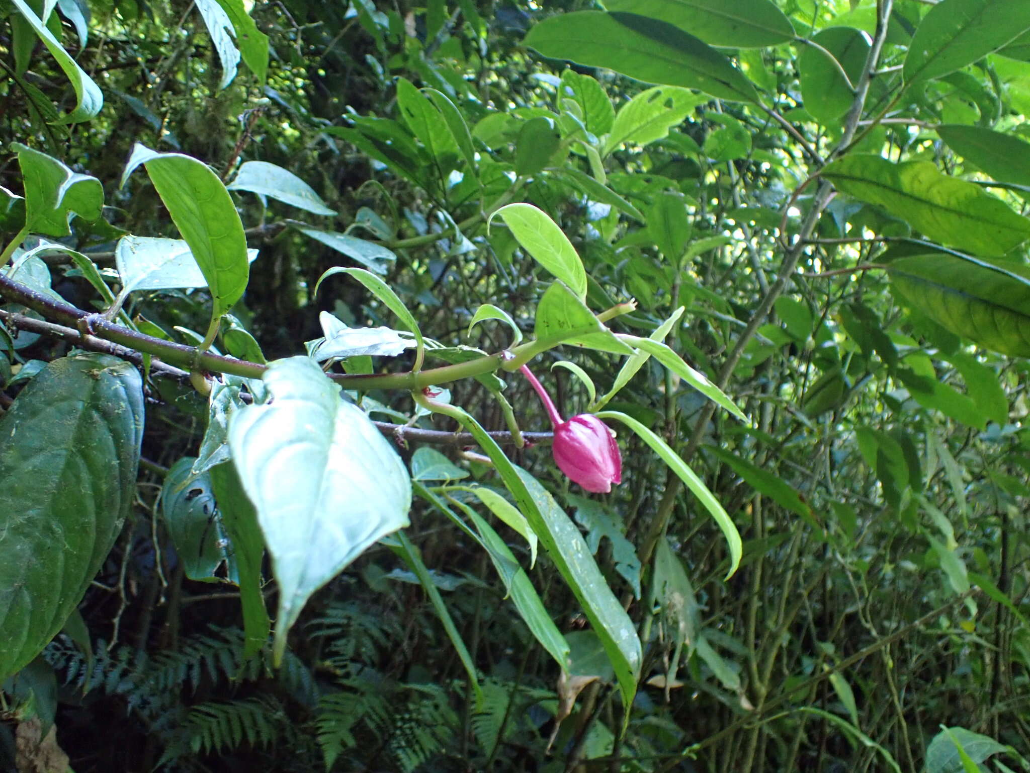 Image of Drymonia conchocalyx Hanst.