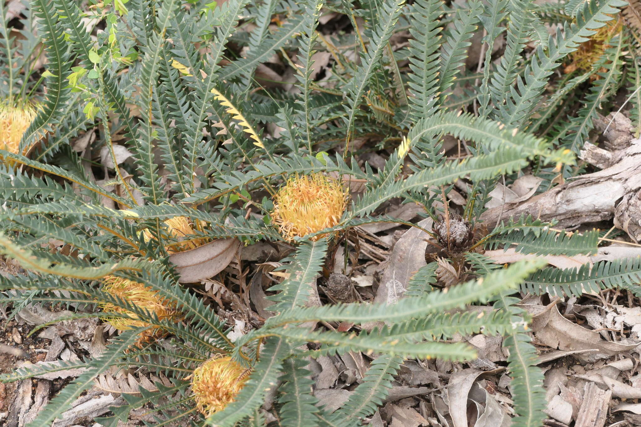 Image of Banksia dallanneyi A. R. Mast & K. R. Thiele