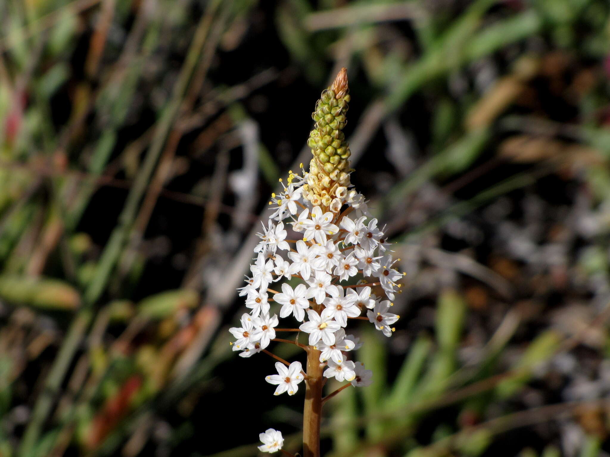 Image of Bulbinella cauda-felis (L. fil.) T. Durand & Schinz