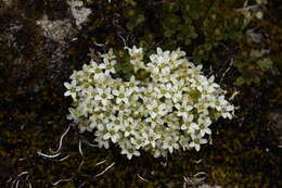 Слика од Shivparvatia ciliolata (Edgew. & Hook. fil.)