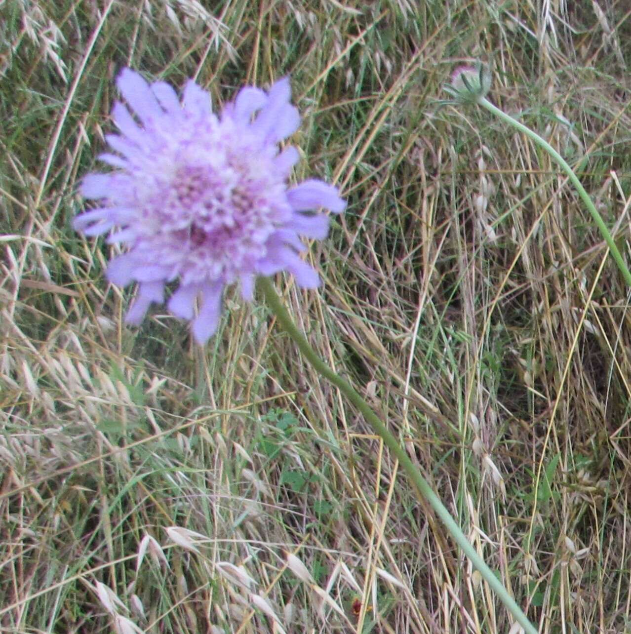 Image of Sixalix atropurpurea (L.) W. Greuter & Burdet