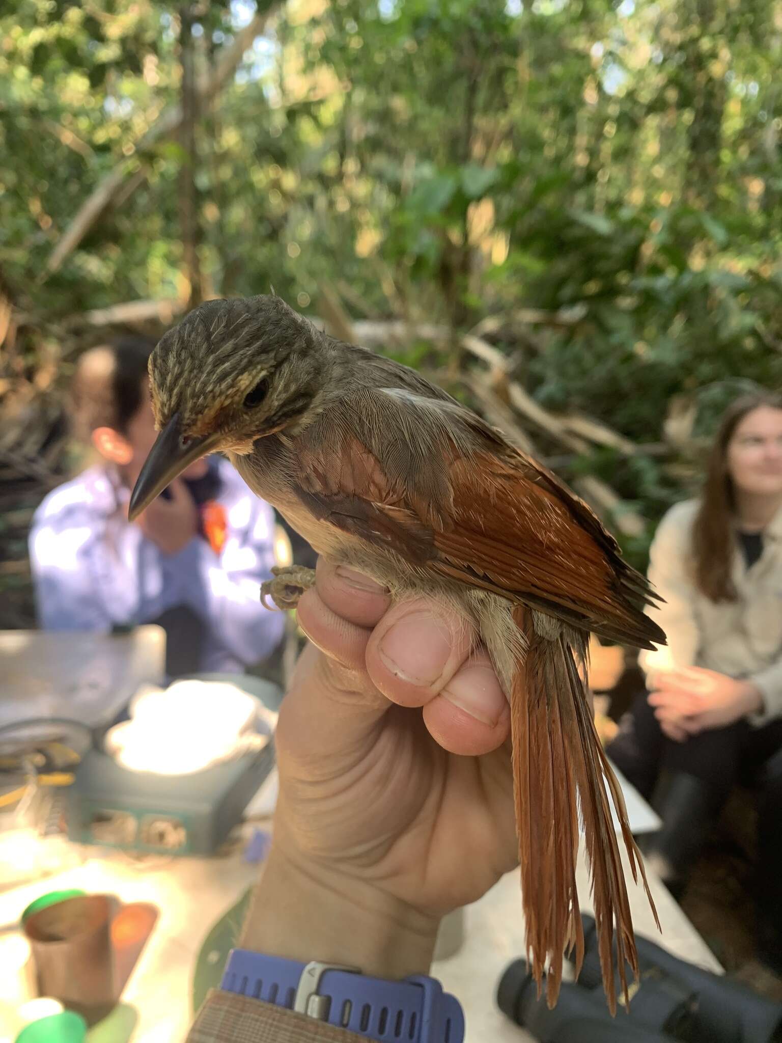 Image of Chestnut-winged Foliage-gleaner