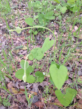 Image of California dutchman's pipe