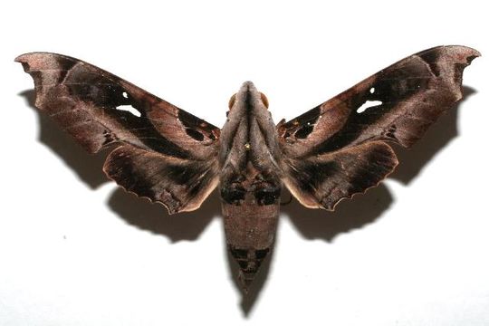 539.blpad 06 srnp 103501 dhj603501 1197404760 jpg.580x360