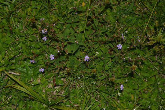 Imagem de Pleroma clinopodifolium (DC.) Triana