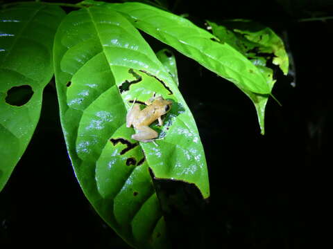 Image of Pristimantis kichwarum Elmer & Cannatella 2008