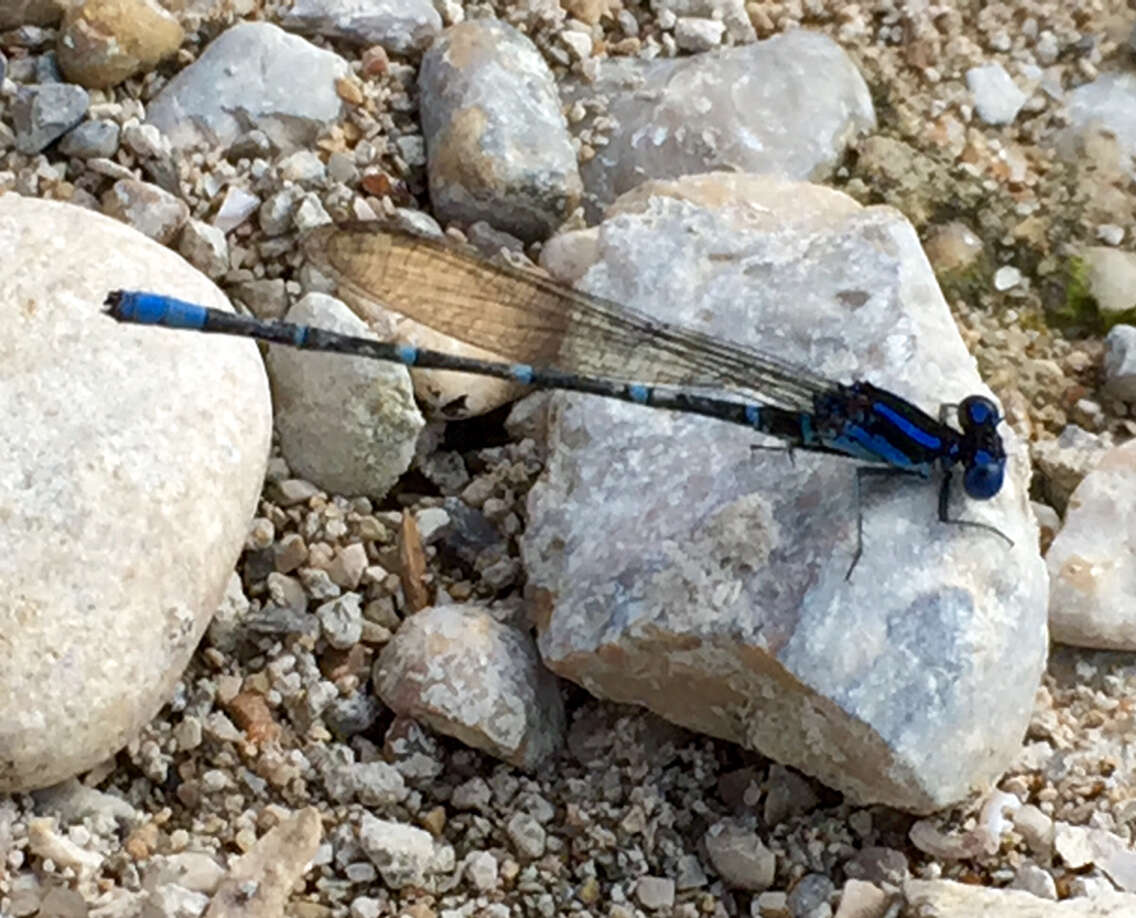 Image of Blue-ringed Dancer