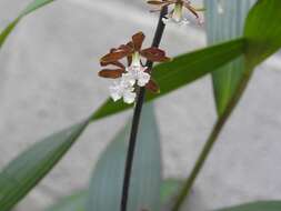 Слика од Prosthechea varicosa (Bateman ex Lindl.) W. E. Higgins