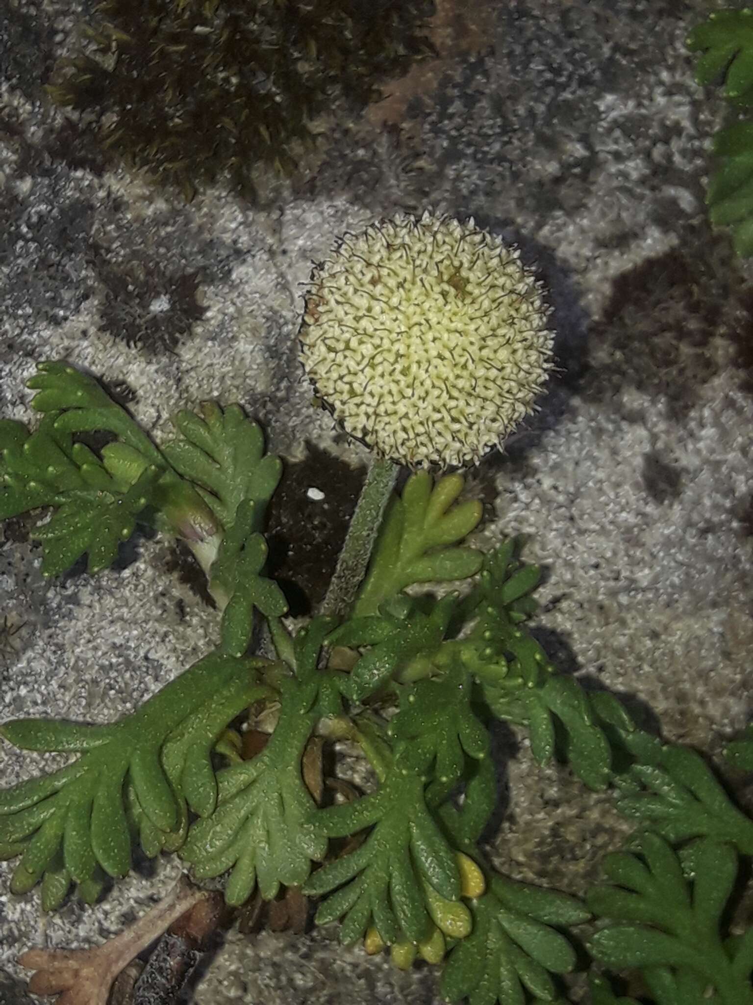 Plancia ëd Leptinella pyrethrifolia (Hook. fil.) D. G. Lloyd & C. J. Webb