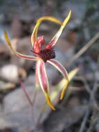 Image of Reaching spider orchid