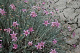 Image de Reaumuria alternifolia (Labill.) Britten