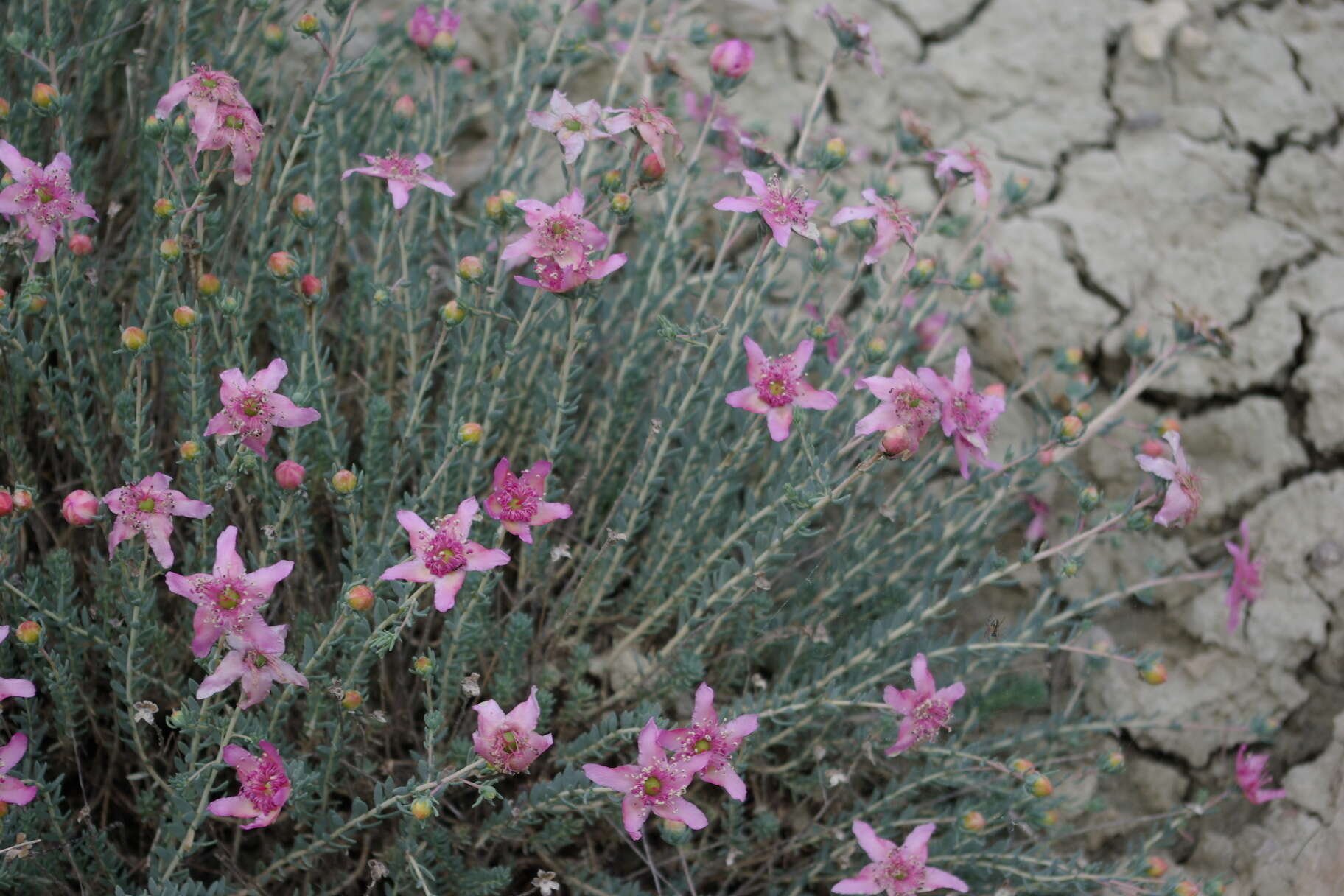 Image de Reaumuria alternifolia (Labill.) Britten