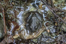 Image of Alsodes hugoi Cuevas & Formas 2001