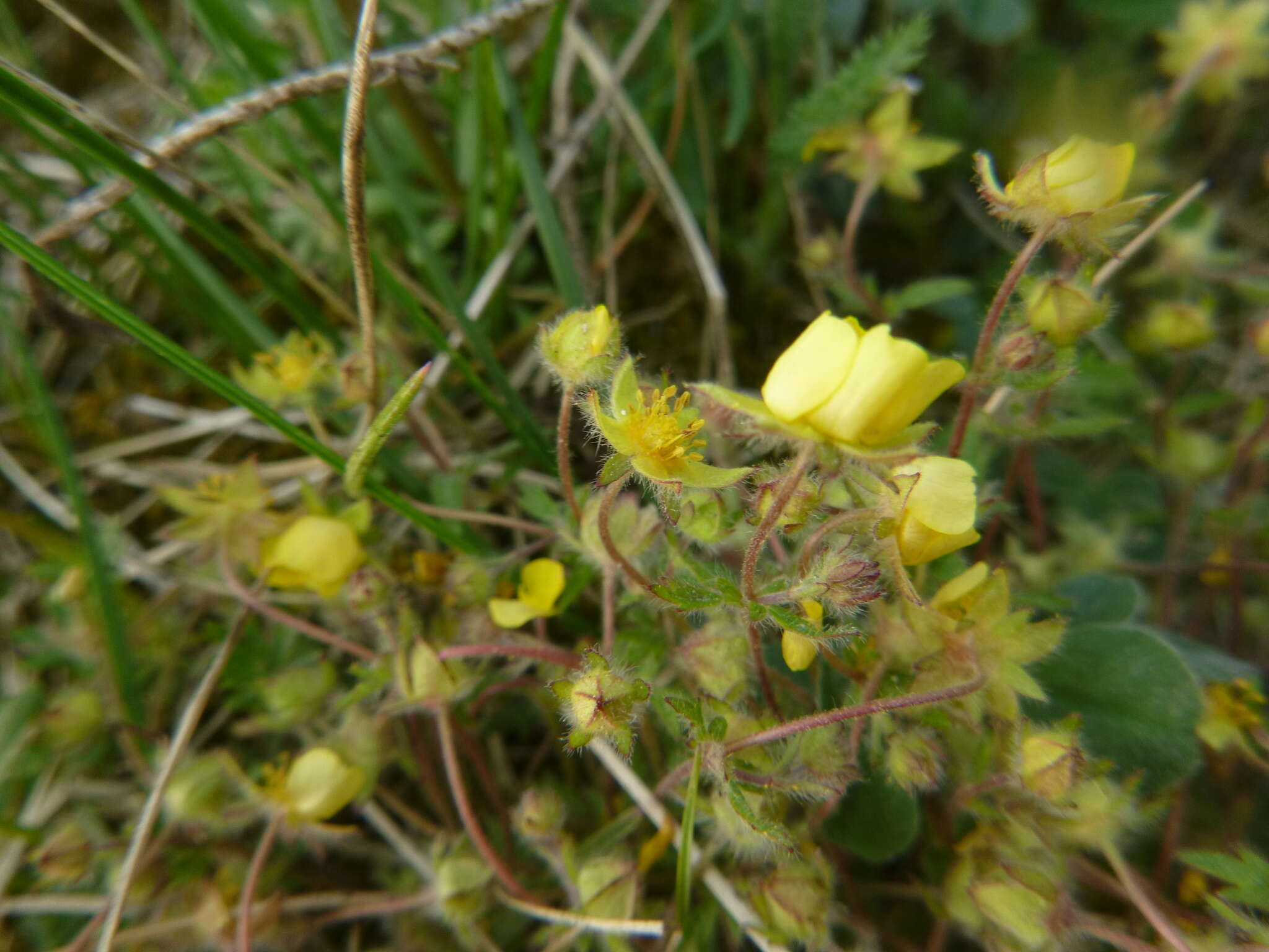 Image of Potentilla heptaphylla L.