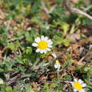 Anthemis werneri Stoj. & Acht.的圖片