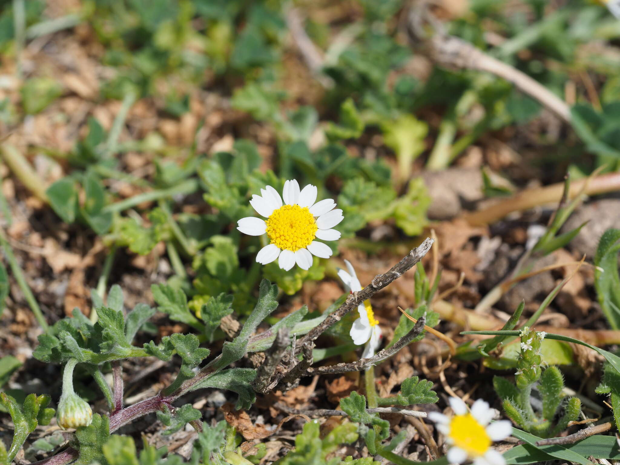 Image of Anthemis werneri Stoj. & Acht.