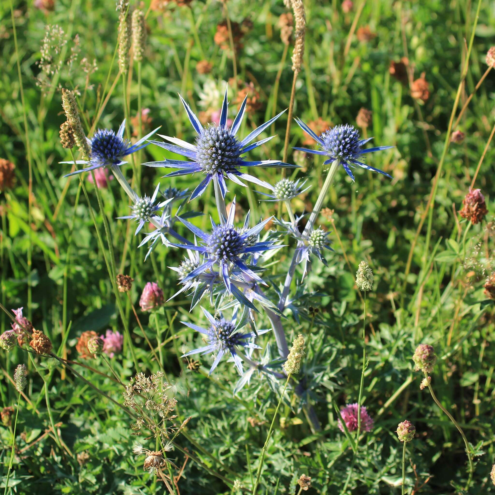 Imagem de Eryngium bourgatii Gouan