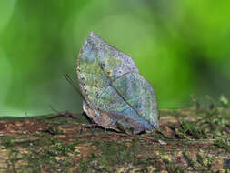 Image of Indian leafwing