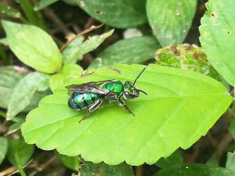 صورة Pseudaugochlora graminea (Fabricius 1804)