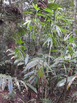 Image of Hibiscus heterophyllus Vent.