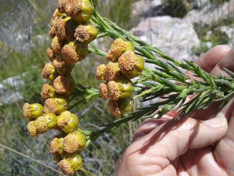 Image of Athanasia linifolia Burm. fil.