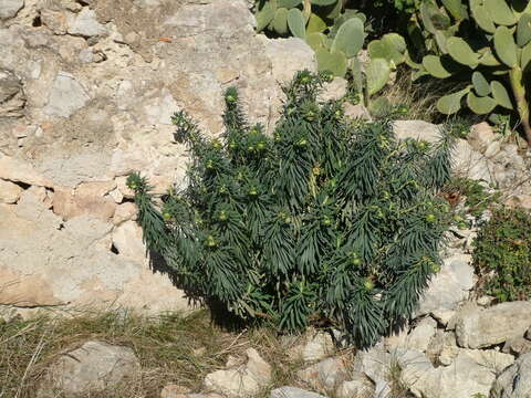 Euphorbia characias subsp. characias resmi