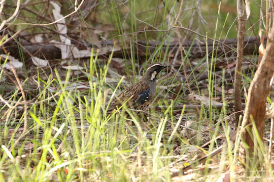 Image of Spotted Quail-thrush