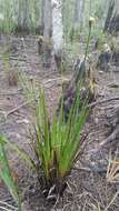 Image of Pineland Yellow-Eyed-Grass