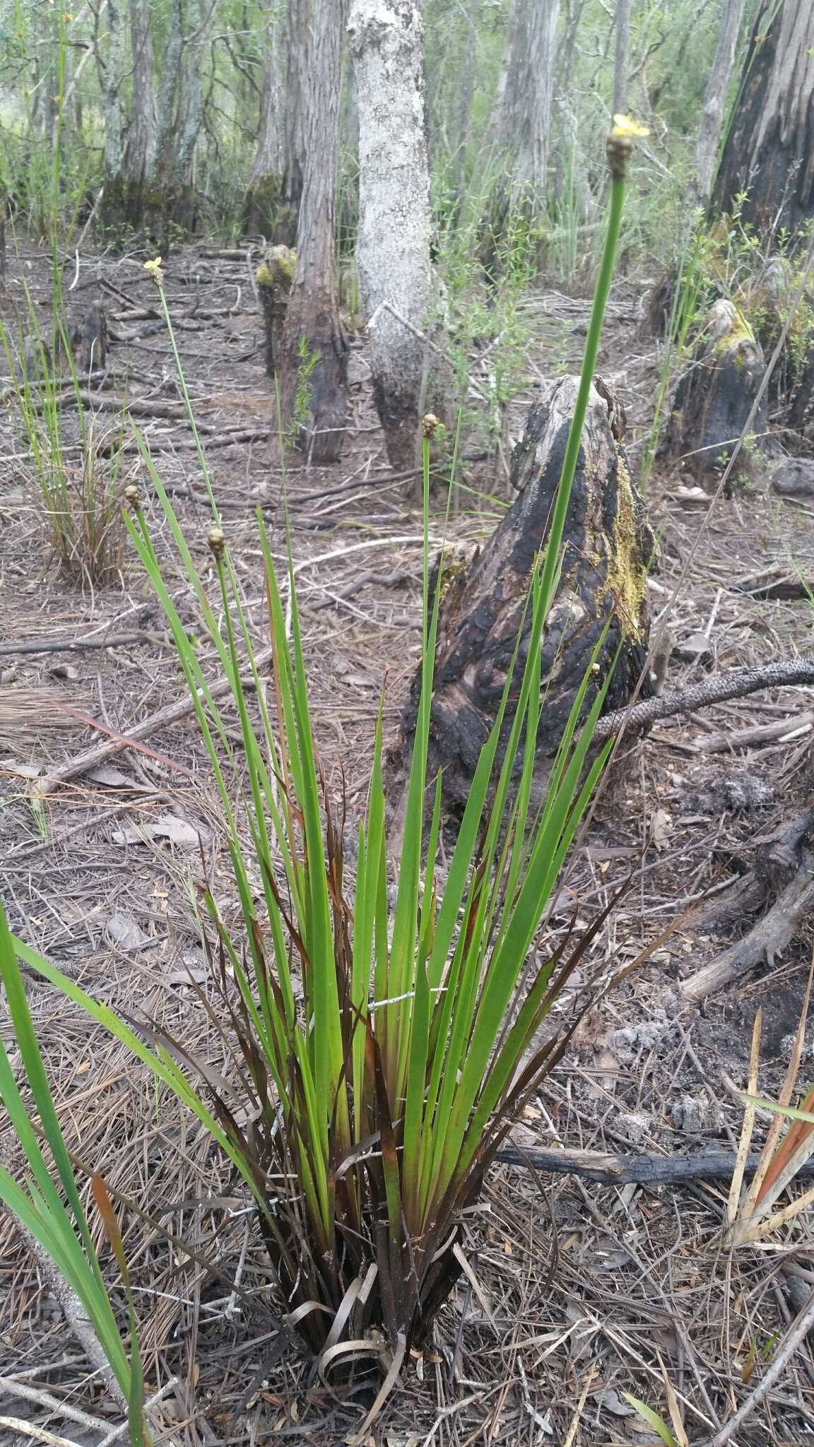 Image of Pineland Yellow-Eyed-Grass