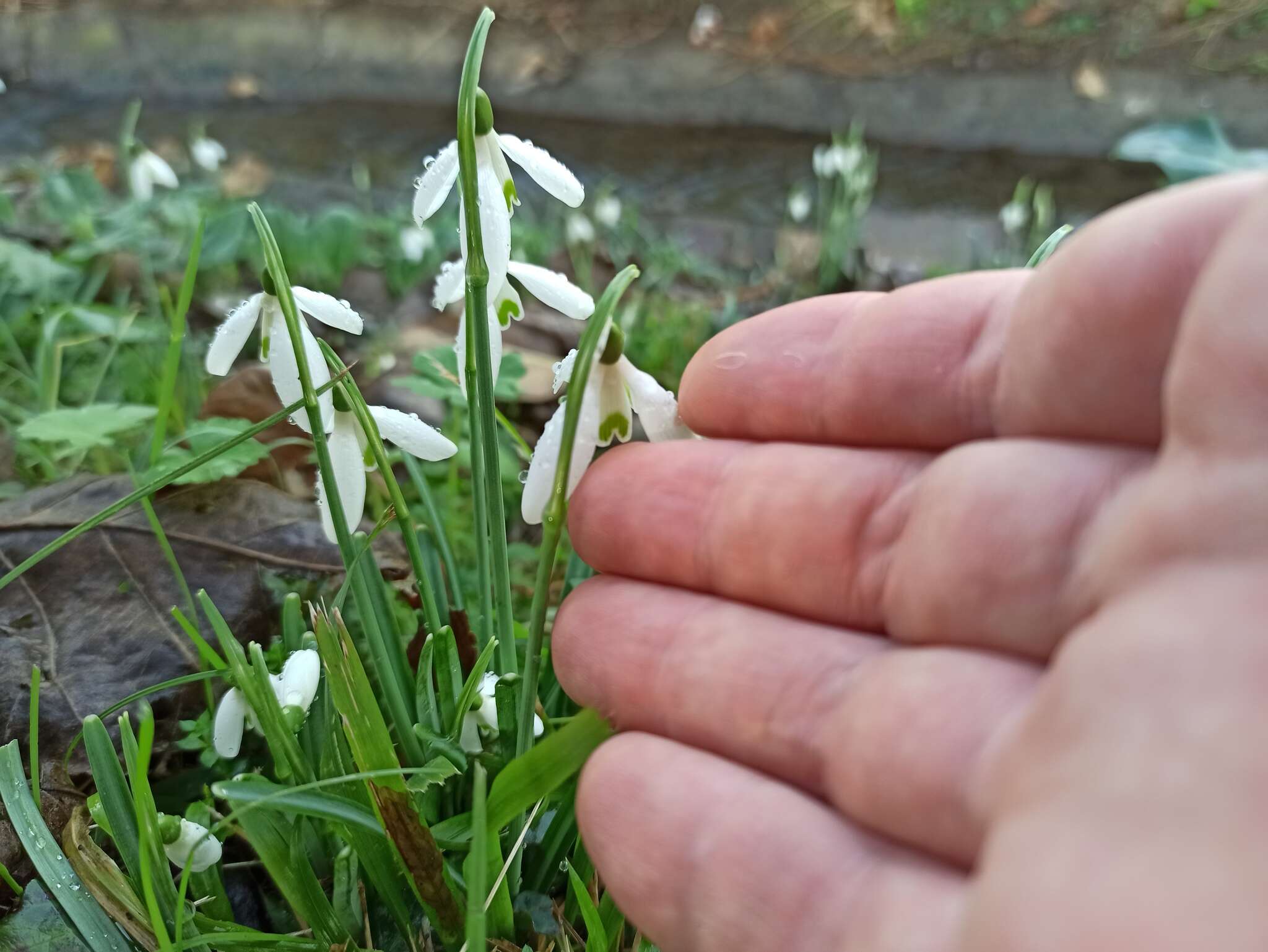 Image of Galanthus reginae-olgae Orph.