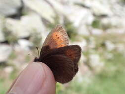 Image of Mountain Ringlet