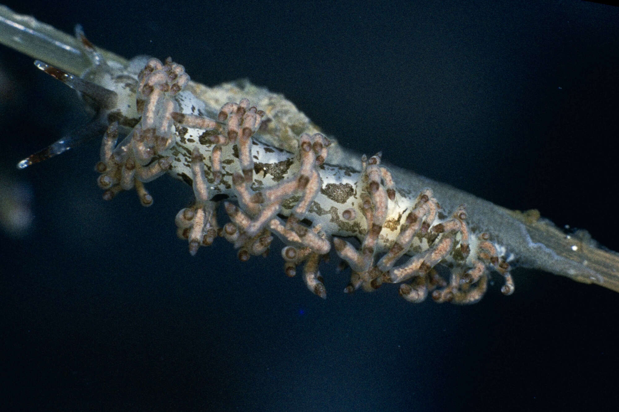 Image of Eubranchus vittatus (Alder & Hancock 1842)