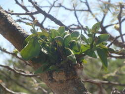 Image of Psittacanthus calyculatus (DC.) G. Don