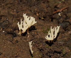 Image of Ramariopsis bicolor R. H. Petersen 1988