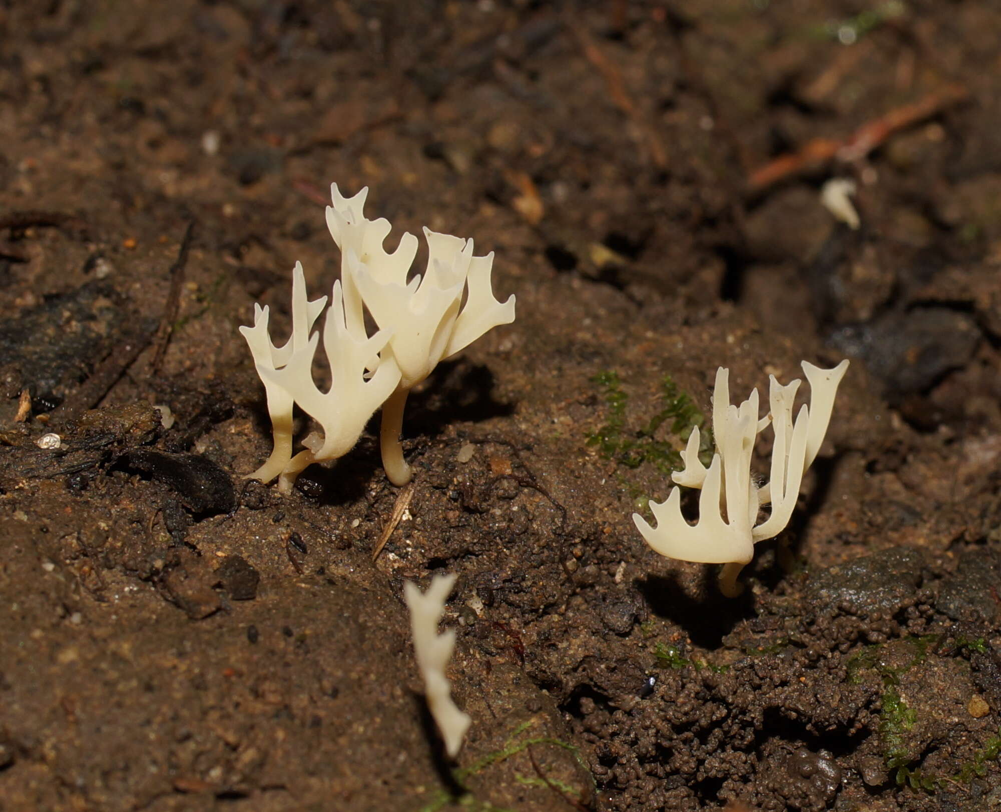 Image of Ramariopsis bicolor R. H. Petersen 1988