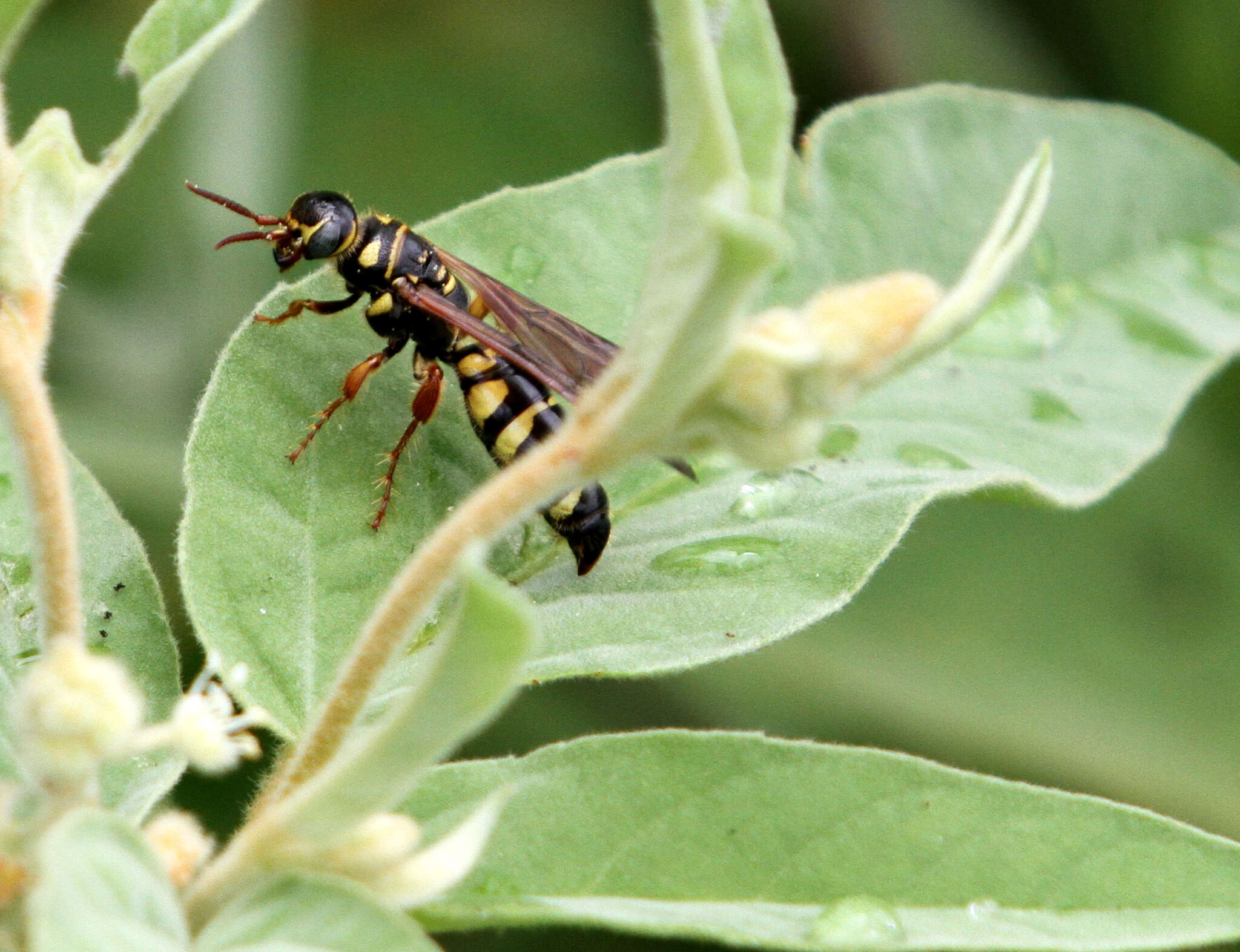 Myzinum maculatum (Fabricius 1793)的圖片