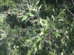 Image of Salix borealis Fries