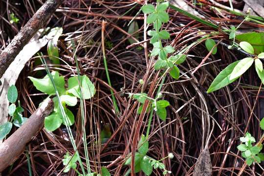 Image of Bristly Bedstraw