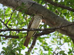 Слика од Myiodynastes maculatus (Müller & Pls 1776)