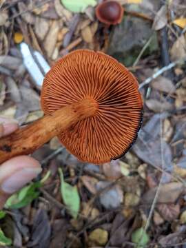 Image of Cortinarius californicus A. H. Sm. 1939