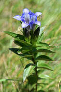 Image of crested gentian