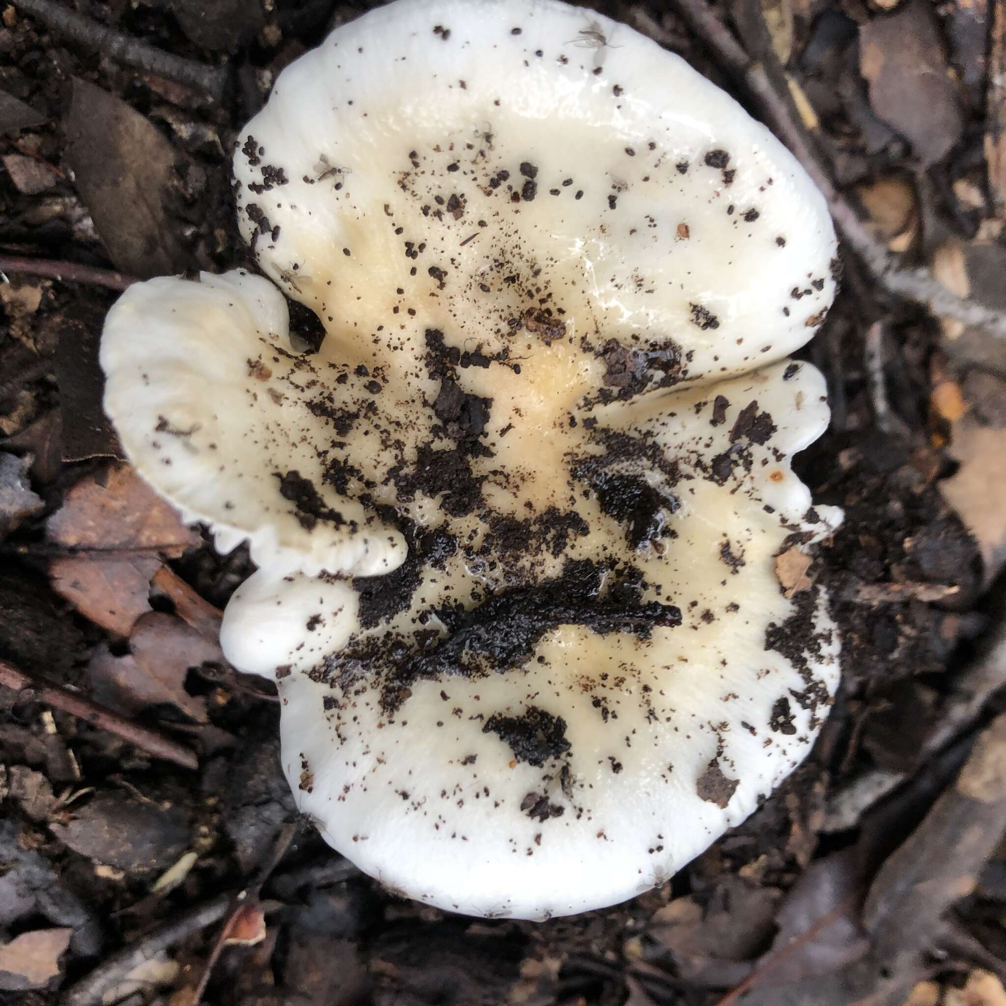 Image of Hygrophorus cossus (Sowerby) Fr. 1838