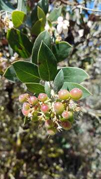 Image of brittleleaf manzanita