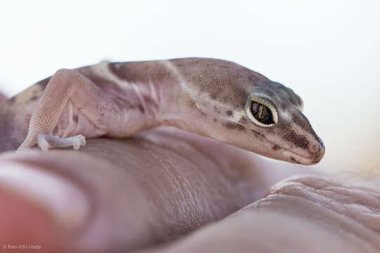 Image of Western Banded Gecko