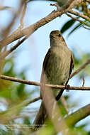 Elaenia martinica (Linnaeus 1766) resmi