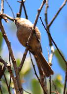 Image of Psaltriparus Bonaparte 1850