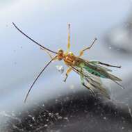 Image of Theronia maculosa Krieger 1906