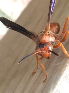 Image of Red Wasp