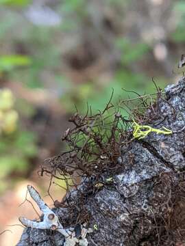 Image of Nodobryoria abbreviata (Müll. Arg.) Common & Brodo